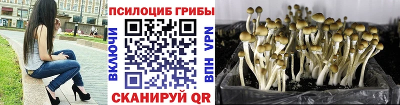 Галлюциногенные грибы GOLDEN TEACHER  Купить  Новомичуринск 